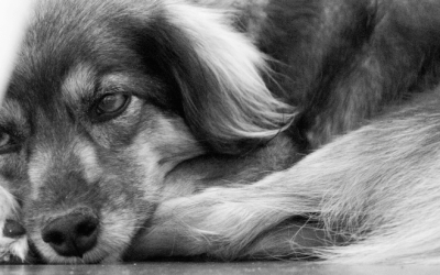 O luto pelos nossos animais: um processo natural e profundo