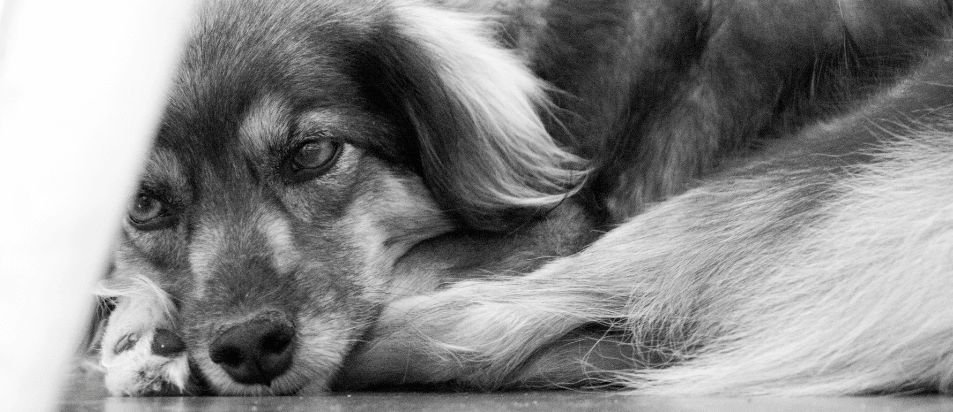 O luto pelos nossos animais: um processo natural e profundo