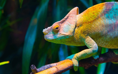 Porque o camaleão muda de cor? Descobre o segredo da sua pele