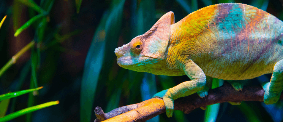Porque o camaleão muda de cor? Descobre o segredo da sua pele