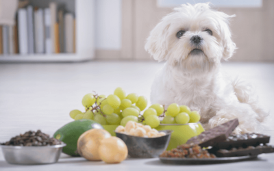 5 Alimentos tóxicos que nunca deve dar ao seu cão