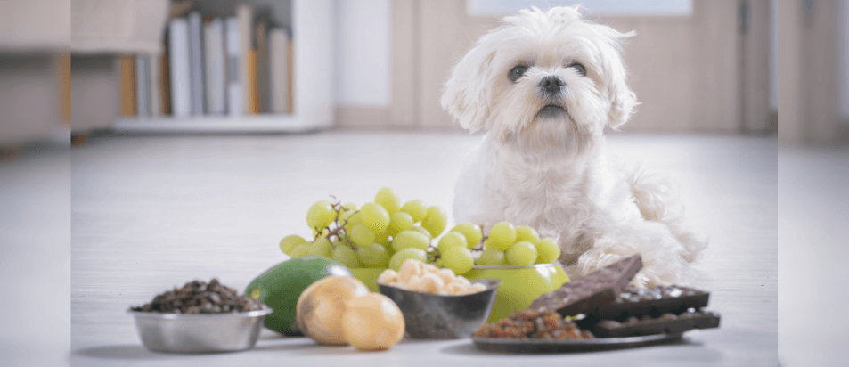 5 Alimentos tóxicos que nunca deve dar ao seu cão