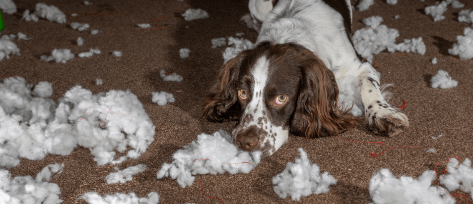 Olhar de culpa: será que os cães sentem mesmo remorsos?
