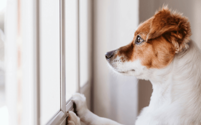 6 alertas: o seu cão poderá estar ansioso na sua ausência