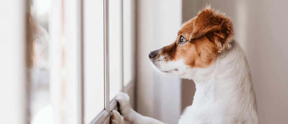 6 alertas: o seu cão poderá estar ansioso na sua ausência