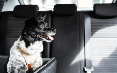 4 dicas para viajar de carro com o seu cão em segurança