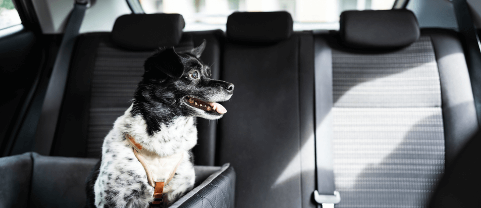 4 dicas para viajar de carro com o seu cão em segurança