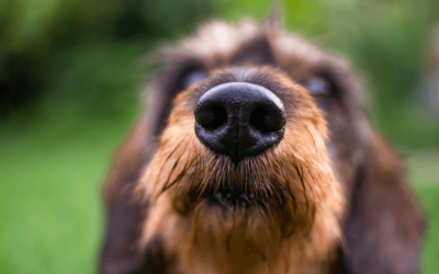 Porque é que o nariz do meu cão está húmido?