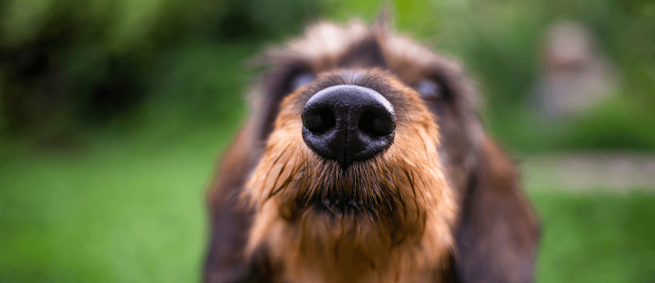 Porque é que o nariz do meu cão está húmido?