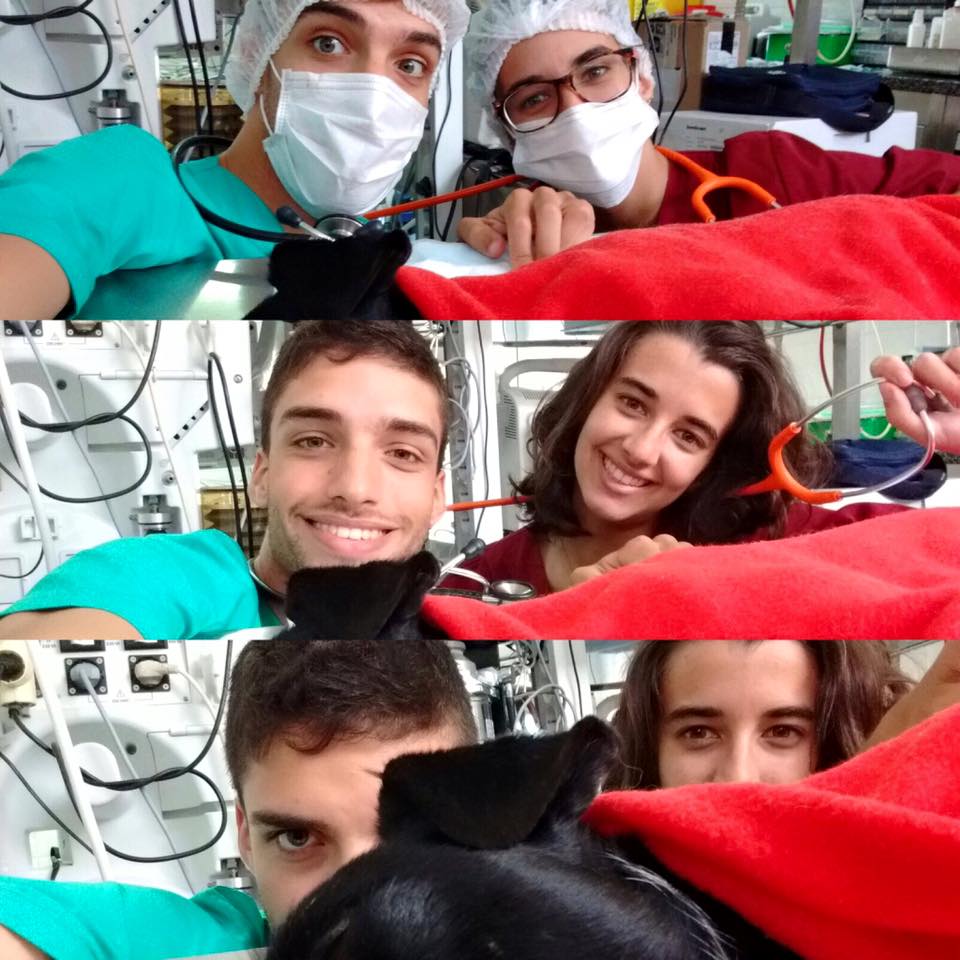 OPEN WEEK: uma semana de aprendizagem real em Medicina Veterinária